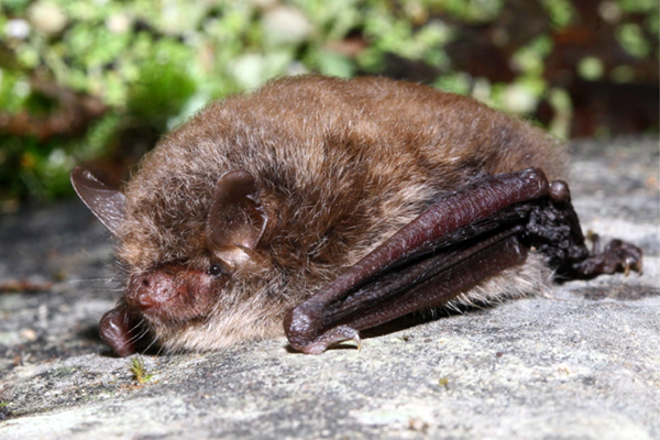 Nymphenfledermaus (Myotis alcathoe)